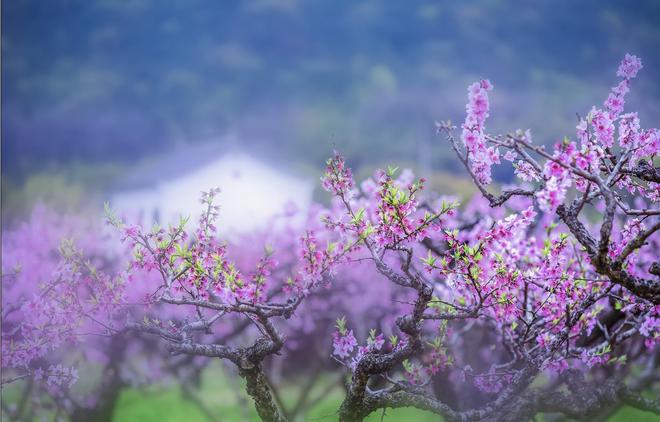 春風解花語 疑是故人來