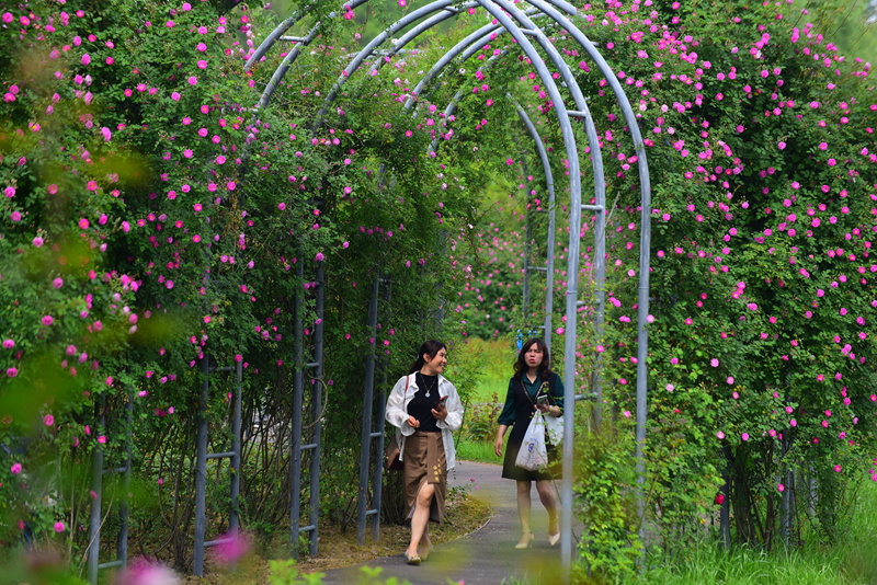 市民暢游在尚賢河玫瑰園盛開的薔薇花海中